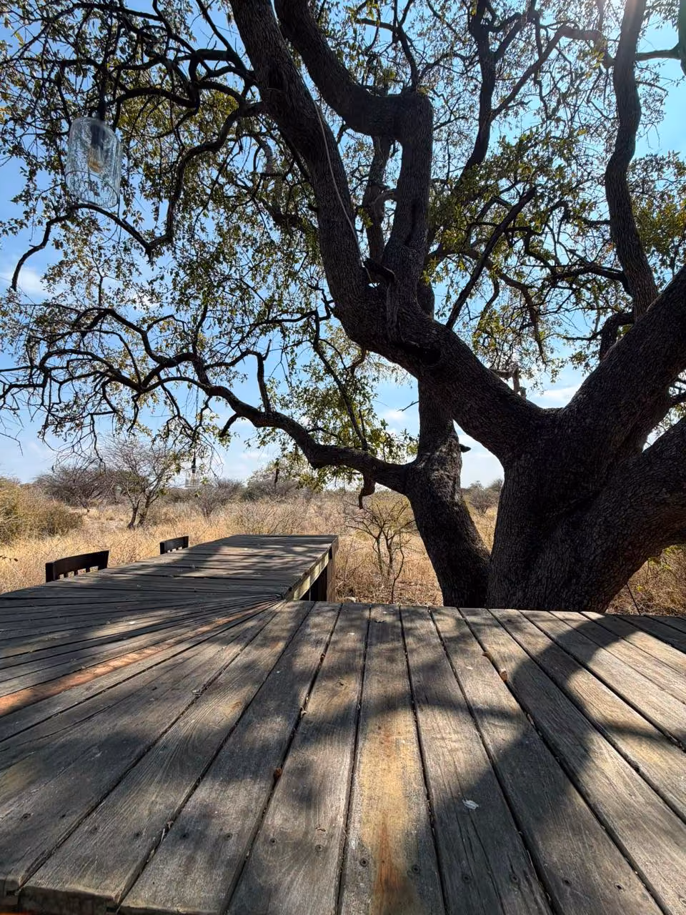Raised timber deck beneath a mature Kalahari tree